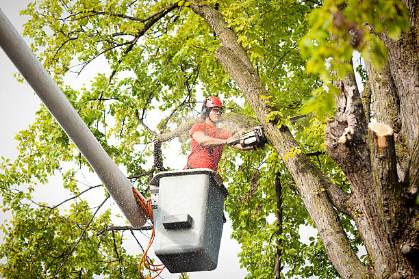 Best Palm Tree Trimming  in Dodge City, KS